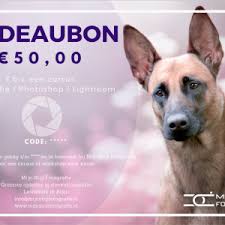 dierenfotografie cursus